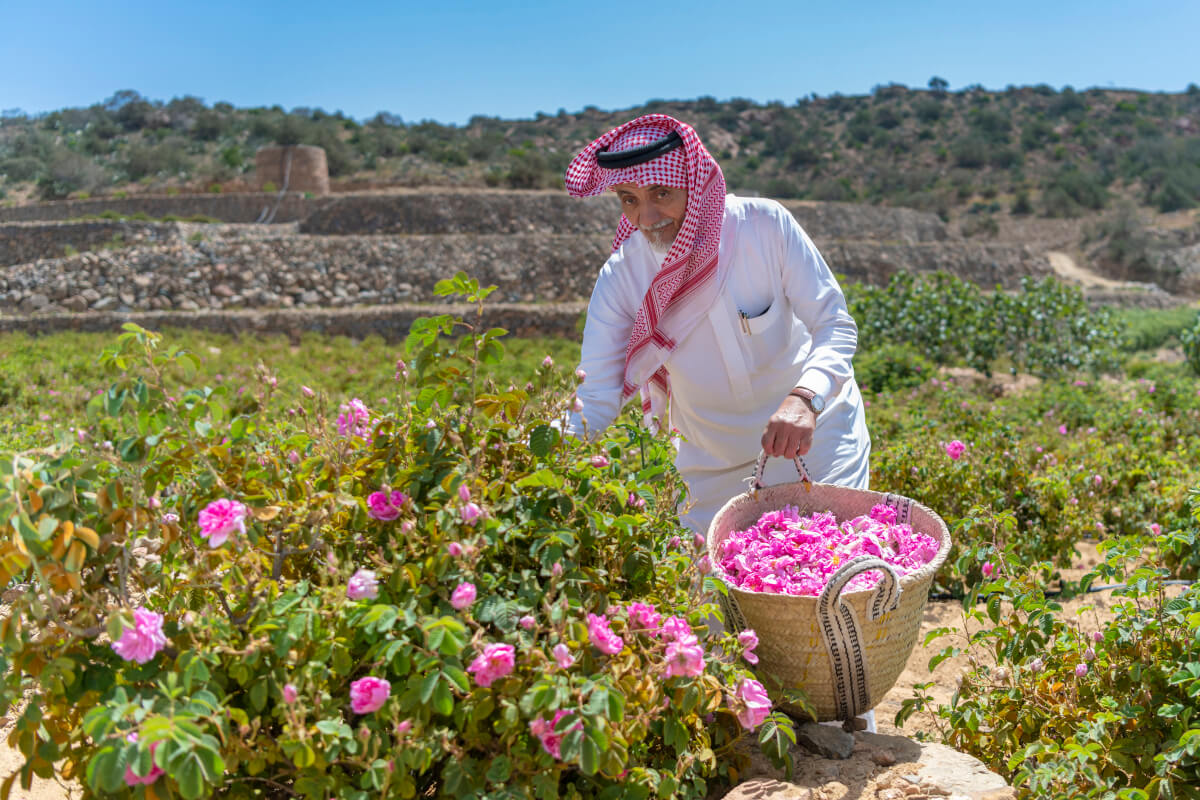 Taif